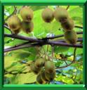 KIWI - ACTINIDIA CHINENSIS ou ACTINIDIA DELICIOSA