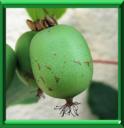 KIWI DE SIBERIE - ACTINIDIA ARGUTA