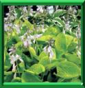 HOSTA - HOSTA SPP