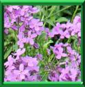 JULIENNE DES JARDINS - HESPERIS MATRONALIS