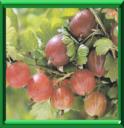 GROSEILLIER EPINEUX - RIBES GROSSULARIA Variété UVA-CRISPA