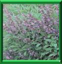 HERBE SACREE - SALVIA OFFICINALIS