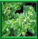 HERBE SUCREE - STEVIA REBAUDIANA