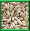 HARICOT A ECOSSER - PHASEOLUS VULGARIS