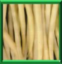 HARICOT BEURRE - PHASEOLUS VULGARIS