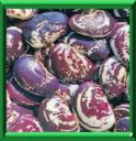 HARICOT DE LIMA - PHASEOLUS LUNATUS