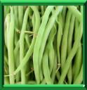 HARICOT VERT - PHASEOLUS VULGARIS