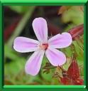 HERBE A ROBERT - GERANIUM ROBERTIANUM