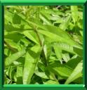 HERBE A LOUISE - ALOYSIA TRIPHYLLA ou LIPPIA CITRIODORA ou VERBENA TRIPHYLLA