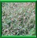 HERBE A TOUS LES MAUX - VERBENA OFFICINALIS
