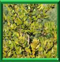 HERBE DU LAGUI - MYRTUS COMMUNIS