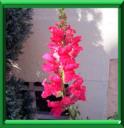 GUEULE DE LION - ANTIRRHINUM MAJUS