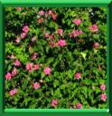 GUIMAUVE EN ARBRE - HIBISCUS SYRIACUS