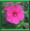 HIBISCUS DES MARAIS - HIBISCUS MOSCHEUTOS