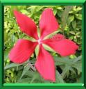 KETMIE ECARLATE - HIBISCUS COCCINEUS