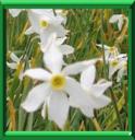 JEANNETTE BLANCHE - NARCISSUS POETICUS