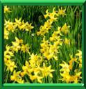 JONQUILLE SAUVAGE - NARCISSUS PSEUDONARCISSUS