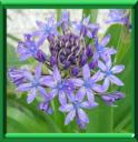 JACINTHE DU PEROU - SCILLA PERUVIANA ou ONCOSTEMA PERUVIANA
