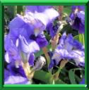 IRIS BARBU - IRIS X HYBRIDA et GERMANICA