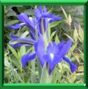 IRIS DE HOLLANDE - IRIS HOLLANDICA ou XIPHUM