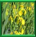 IRIS JAUNE - IRIS PSEUDACORUS