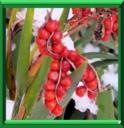 IRIS FETIDE - IRIS FOETIDISSIMA