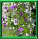 HERBE AUX ECUS - LUNARIA ANNUA
