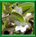 JASMIN DE MADAGASCAR - STEPHANOTIS FLORIBUNDA