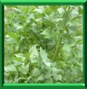 HERBE A MAGGI - LEVISTICUM OFFICINALE