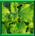 HERBE A LA GLACE - MESEMBRYANTHEMUM CRYSTALLINUM