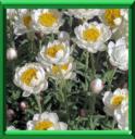 IMMORTELLE D'AUSTRALIE - ACROCLINIUM ou HELIPTERUM ROSEUM
