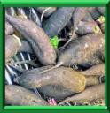 GROS GRIS - RAPHANUS SATIVUS Variété niger