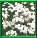 HERBE A ETERNUER - ACHILLEA PTARMICA