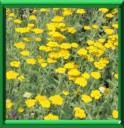 HERBE AUX DINDES - ACHILLEA FILIPENDULA