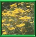 HERBE AUX MILITAIRES - ACHILLEA MILLEFOLIUM