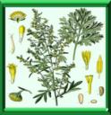HERBE DES VIERGES - ARTEMISIA ABSINTHIUM