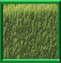 GUEZETTE - BUXUS SEMPERVIRENS