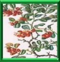 HERBE ROUGE - VACCINIUM VITIS-IDEA
