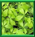 HERBE DE L'IMMORTALITE - GYNOSTEMMA PENTAPHYLLUM