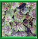 HEUCHERE - HEUCHERA