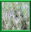 HELICHRYSE ITALIENNE - ITALICUM SEROTINUM