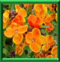 JAUNET - CHERANTHUS CHEIRI ou ERYSIMUM CHEIRI
