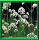GUERIT-TOUT - VALERIANA OFFICINALIS