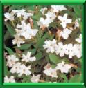 JASMIN TURC - JASMINUM OFFICINALE