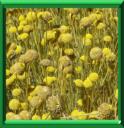 HERBE AUX OLIVES - SANTOLINA ROSMARINIFOLIA ou VIRIDIS