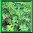 IF COMMUN - TAXUS BACCATA