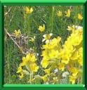 HERBE DE SAINT PAUL - PRIMULA VERIS