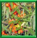 GRISET - HIPPOPHAE RHAMNOIDES
