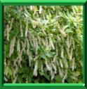 ITEA DE VIRGINIE - ITEA VIRGINICA