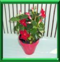 JASMIN DU BRESIL - DIPLADENIA SANDERI ou MANDEVILLA SANDERI